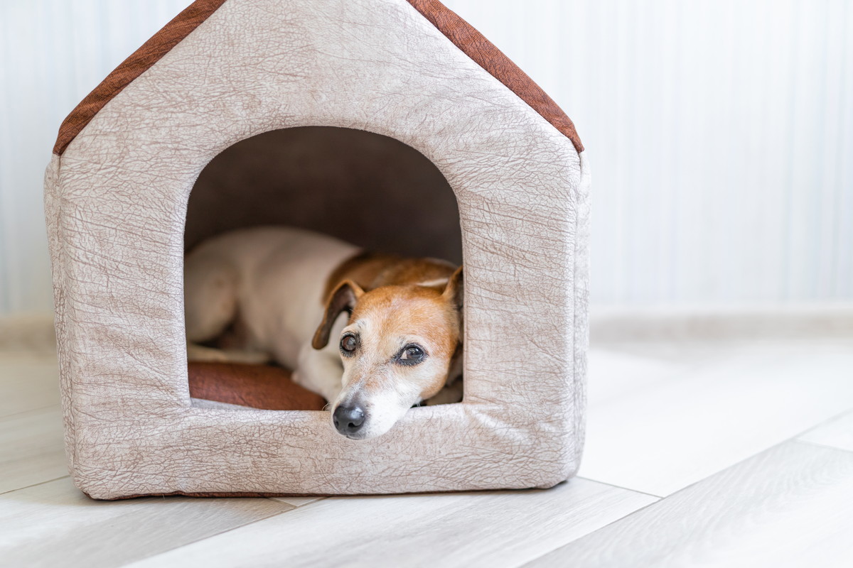 ペットハウスをオーダーメイド 犬用防水ハウスも販売 ペットを飼う際に必要なものと飼い主の心得 株式会社plas Co